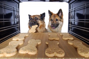 shutterstock_97646042_dogswithcookies.jpg